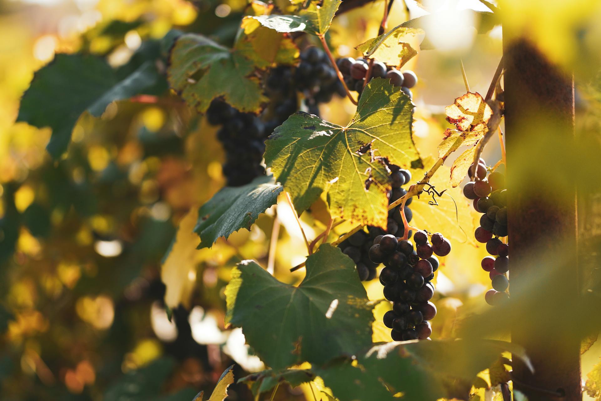 Barossa, SA